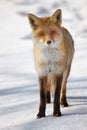 Red fox, standing, isolated on white natural background