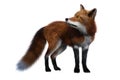 Red Fox standing and looking back Royalty Free Stock Photo