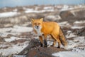 Red fox standing on rock Royalty Free Stock Photo