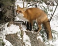 Red Fox Stock Photos. Red fox standing on a rock in the winter season in its environment and habitat with snow forest background Royalty Free Stock Photo