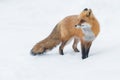 Red Fox - Vulpes vulpes Royalty Free Stock Photo