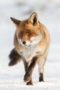 Red fox