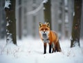 Curious red fox standing in snowy forest Royalty Free Stock Photo