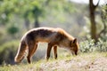 Red fox standing on a sunny hill Royalty Free Stock Photo