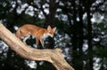 Red fox standing on a tree trunk in a forest Royalty Free Stock Photo