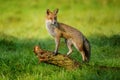 Red fox standing on tree trunk Royalty Free Stock Photo