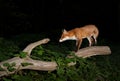 Red fox standing on a tree trunk at night in a forest Royalty Free Stock Photo