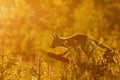 Red fox is standing on the trunk of tree Royalty Free Stock Photo