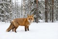 Red Fox Standing in Winter Snow Forest Royalty Free Stock Photo