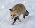 Red Fox Stock Photos. Close-up profile view in the winter season foraging in its environment and habitat with blur snow background Royalty Free Stock Photo