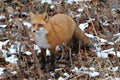 Red Fox stock photos. Close-up profile view in the winter season in its environment and habitat with brown leaves background Royalty Free Stock Photo