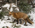 Red Fox Stock Photos. Close-up profile view in the winter season in its environment and habitat with rock and forest background Royalty Free Stock Photo