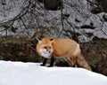 Red Fox stock photos. Fox Image. Picture. Portrait. Close-up profile view in the winter season with brown leaves and snow Royalty Free Stock Photo