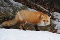 Red Fox stock photos. Fox Image. Picture. Portrait. close-up profile view in the winter season in its environment and habitat with Royalty Free Stock Photo