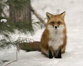 Red Fox Stock Photos. Fox Image. Picture. Portrait. Close-up profile view in the winter season sitting on snow in its environment Royalty Free Stock Photo