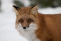 Red Fox stock photos. Red fox head shot close-up profile view looking at camera in the winter season in its environment and Royalty Free Stock Photo