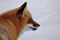 Red Fox stock photos. Red fox head shot looking to the right side in the winter season in its environment and habitat with blur Royalty Free Stock Photo