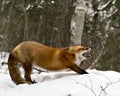 Red Fox Stock Photos. Red fox yawning and stretching displaying open mouth, teeth, tongue, bushy fox tail, fur in the winter Royalty Free Stock Photo