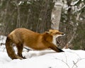 Red Fox Stock Photos. Red fox yawning and stretching displaying open mouth, teeth, tongue, bushy fox tail, fur in the winter Royalty Free Stock Photo