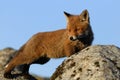 Red fox stretching Royalty Free Stock Photo