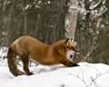 Red Fox Stock Photos. Fox Image. Picture. Portrait Royalty Free Stock Photo