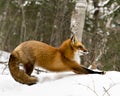 Red Fox Stock Photos. Red fox stretching body in the winter season in its environment and habitat with snow forest  background Royalty Free Stock Photo