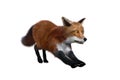 Red Fox stretching 3D render isolated on white background Royalty Free Stock Photo