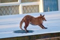 A red fox on a frosty roof, stretching. Royalty Free Stock Photo