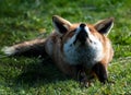 Red Fox stretching in the sun Royalty Free Stock Photo