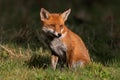 Red Fox, Vulpes vulpes