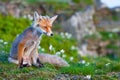 Red fox, sunrise, Babia Gora, Poland Royalty Free Stock Photo