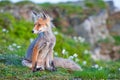 Red fox, sunrise, Babia Gora, Poland Royalty Free Stock Photo