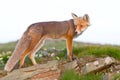 Red fox, sunrise, Babia Gora Royalty Free Stock Photo