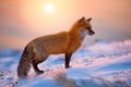 Red Fox At Sunrise Royalty Free Stock Photo