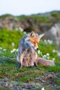 Red fox, sunrise, Poland Royalty Free Stock Photo