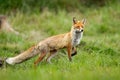 Red fox taking a step with front leg on glade with green grass in summer nature