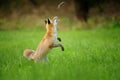 Red fox throwing haunted mouse upon green grass