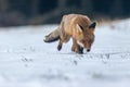 Red fox is tracking in the snow Royalty Free Stock Photo