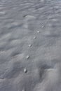 Red Fox tracks in the fresh snow. Chain paw prints Royalty Free Stock Photo