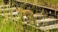 Red fox on the train tracks hiding behind grass looking at the viewer Royalty Free Stock Photo