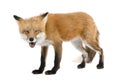 Red fox turned off by something (4 years)- Vulpes