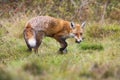 Red fox turning around on a meadow with green grass and holding dead bird