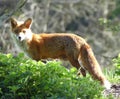 Red fox vixen next to nettles