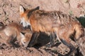 Red Fox Vixen (Vulpes vulpes) Grabs Kit