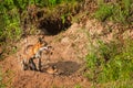 Red Fox Vixen (Vulpes vulpes) and Kit Near Den