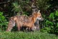 Red Fox Vixen (Vulpes vulpes) with Kit Peeking Out