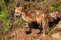 Red Fox Vixen (Vulpes vulpes) and Kit Stand Outside Den Royalty Free Stock Photo