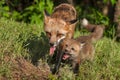 Red Fox Vixen (Vulpes vulpes) and Kit Walk Forward