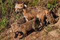 Red Fox Vixen Vulpes vulpes and Kits at Den