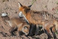 Red Fox Vixen (Vulpes vulpes) Licks Kit